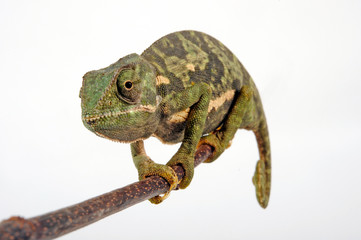 Flapneck Chameleon / Lappenchamäleon (Chamaeleo dilepis petersii) - Südafrikanisches Lappenchamäleon © bennytrapp