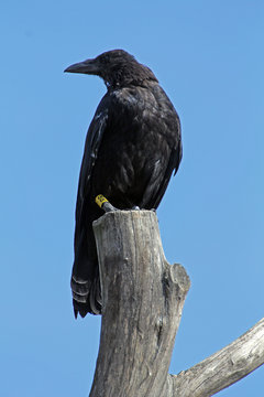 Rabe auf Stamm