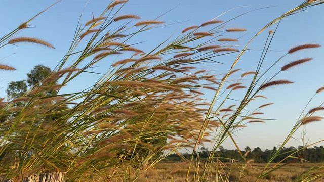 Desho grass with sunlight desho grass, desho (Pennisetum pedicellatum) footage