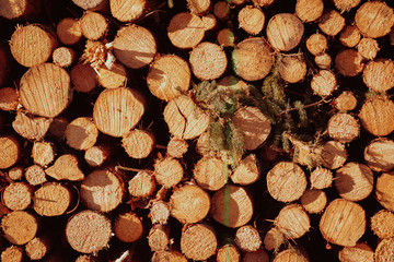sawn tree trunks that were strapped on a heap