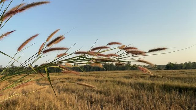 Desho grass with sunlight desho grass, desho (Pennisetum pedicellatum) footage