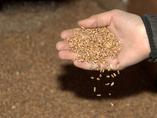 wheat grain harvest in the hands of a farmer peasant