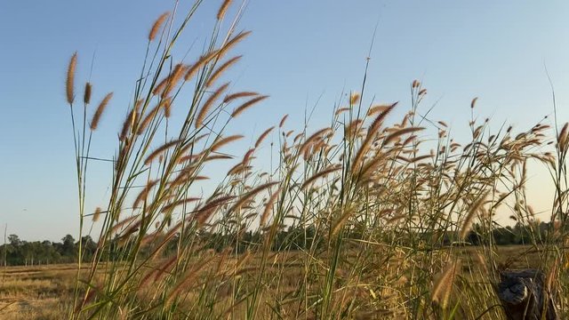 Fountain grass with sunlight desho grass, desho (Pennisetum pedicellatum) footage