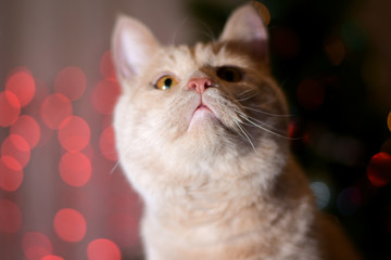 pink nose of a beautiful ginger cat