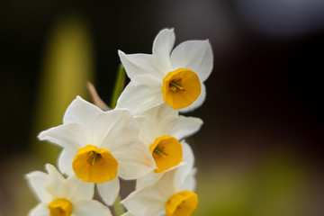 daffodils on black background
