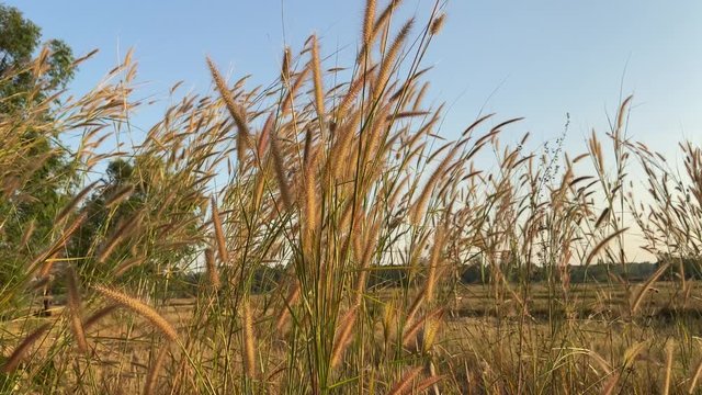 Desho grass with sunlight desho grass, desho (Pennisetum pedicellatum) footage