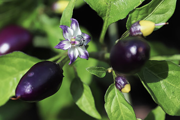Macro view of a pepper blossom growing between purple fruit