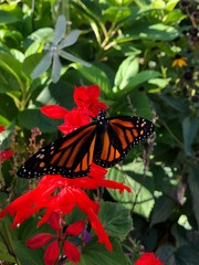 Newly hatched female monarch