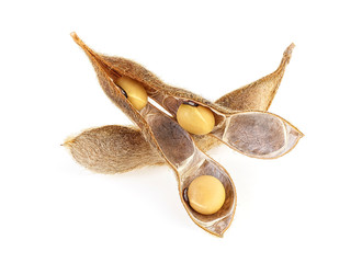 Soybean pods and beans on white background. Healthy food.