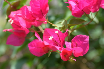 Close-up of pink fuchsia bougainvillea flowers with a blurred background. Concept of spring