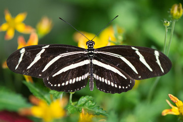 Butterfly 2019-207 / Zebra Longwing (Heliconius charithonia)