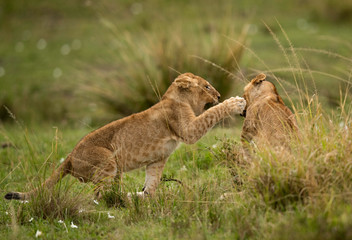 Fototapeta na wymiar Lion cubs playing in the grassland of Masai Mara, Kenya
