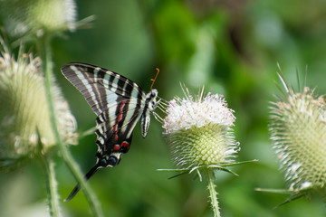 Butterfly 2019-208 / Zebra Swallowtail (Eurytides marcellus)