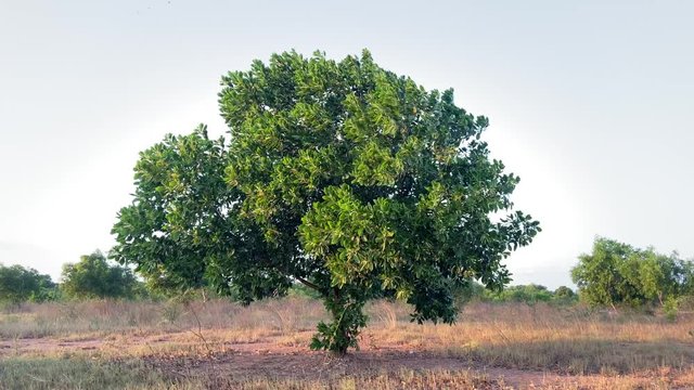 Trees alone on the winter wind and blue sky