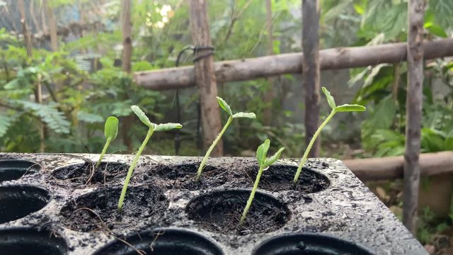 Seedling small melon on pot watering by spraying