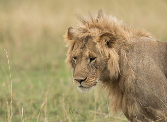 A portrait of juvenile Lion at Masai Mara, Kenya