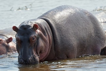 Nile hippos, Murchison Falls National Park, Uganda