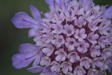 Close up photography of Scabiosa atropurpurea in full bloom, macrophotography. Spring concept