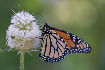 Butterfly 2019-210 / Monarch butterfly (Danaus plexippus) 