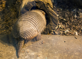Animal Armadillo. It is a mammal found in Central and South America. A strong shell protects the upper part of the animal's body, it consists of solid plates.
