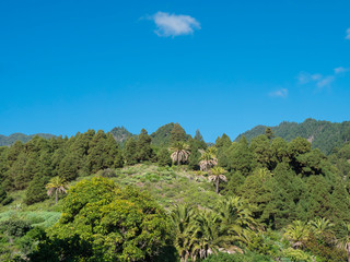Fototapeta na wymiar Lush green hills with subtropical vegetation, palm and pine trees. Beautiful mountain landscape around village Las Nieves at sunny winter day, blue sky background. La Palma, Canary Island, Spain
