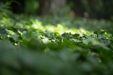 Green fresh grass in forest with light sun
