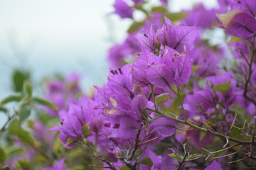 Close-up of purple bougainvillea flowers with a blurred mediterranean background. Concept of spring