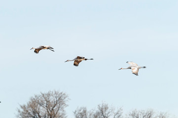 Three Sandhill Cranes in Flight