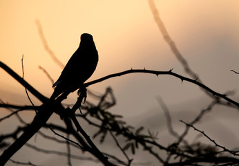 Silhouette of Grey Hypocolius, Bahrain