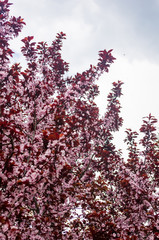 Background blooming beautiful pink cherries in raindrops on a sunny day in early spring close up, soft focus
