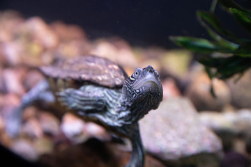 Shallow Depth of field on a swimming turtle
