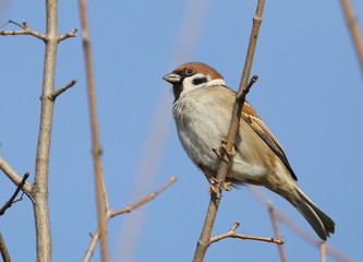 Tree sparrow on branch, passer montanus