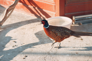 20++ Burung kasuari vector terbaru