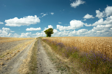 Dirt road next to the field with grain, tree and white clouds on the blue sky in Staw, Poland