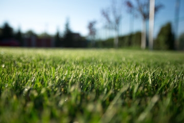 Green fresh grass on stadium with light sun