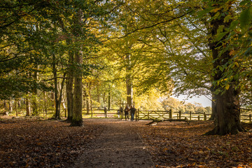 Woodland in Autumn