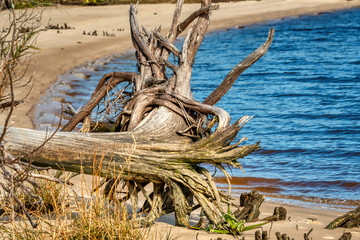 Driftwood on a sandy beach in Winyah Bay, Georgetown, SC (US). 