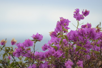 Fototapeta na wymiar Close-up of purple bougainvillea flowers with a blurred sea view background. Concept of spring