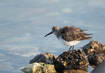 Dunlin perched on rock at Eker creek, Bahrain
