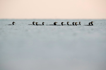 Great Cormorants swimming at Asker coast in the monring, Bahrain