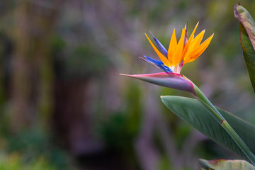 Paradiesvogelblume © Martin