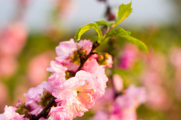 Background blooming beautiful pink cherries in raindrops on a sunny day in early spring close up, soft focus