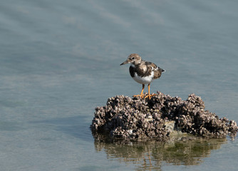 Ruddy Turnstone at Eker creek, Bahrain