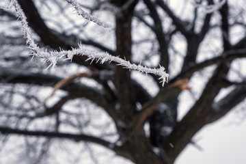hoarfrost of a tree in winter