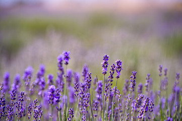 Naklejka premium Lavender Field in the summer. Aromatherapy. Nature Cosmetics.