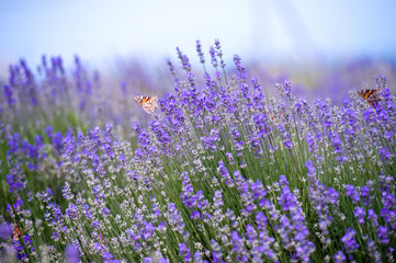 Lavender Field in the summer. Aromatherapy. Nature Cosmetics.