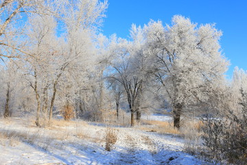 winter path to the forest