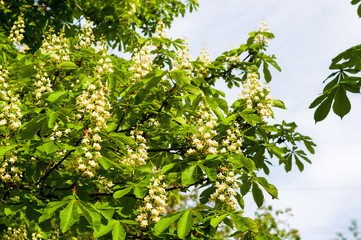 Fototapeta na wymiar Flowering branches of chestnut Castanea sativa tree, and bright blue sky