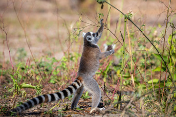 Ring-tailed lemur close up, Lemur catta, Anja Reserve, Madagascar