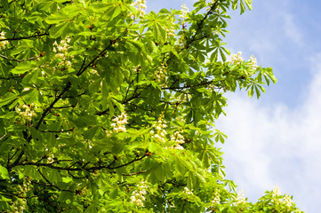 Fototapeta premium Flowering branches of chestnut Castanea sativa tree, and bright blue sky